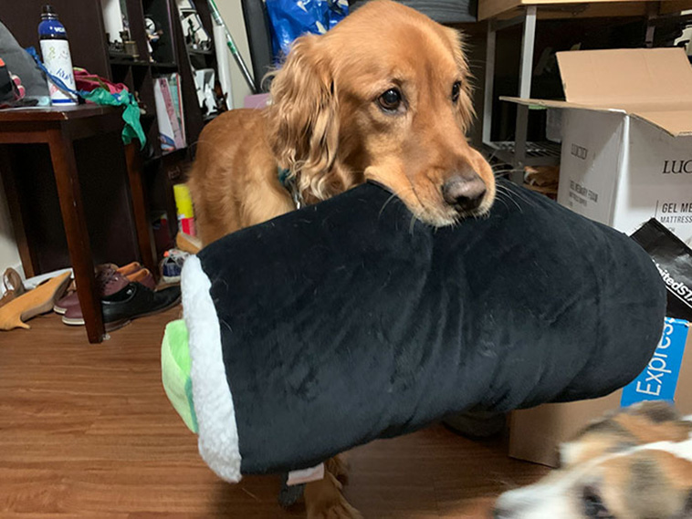 dog plush toys