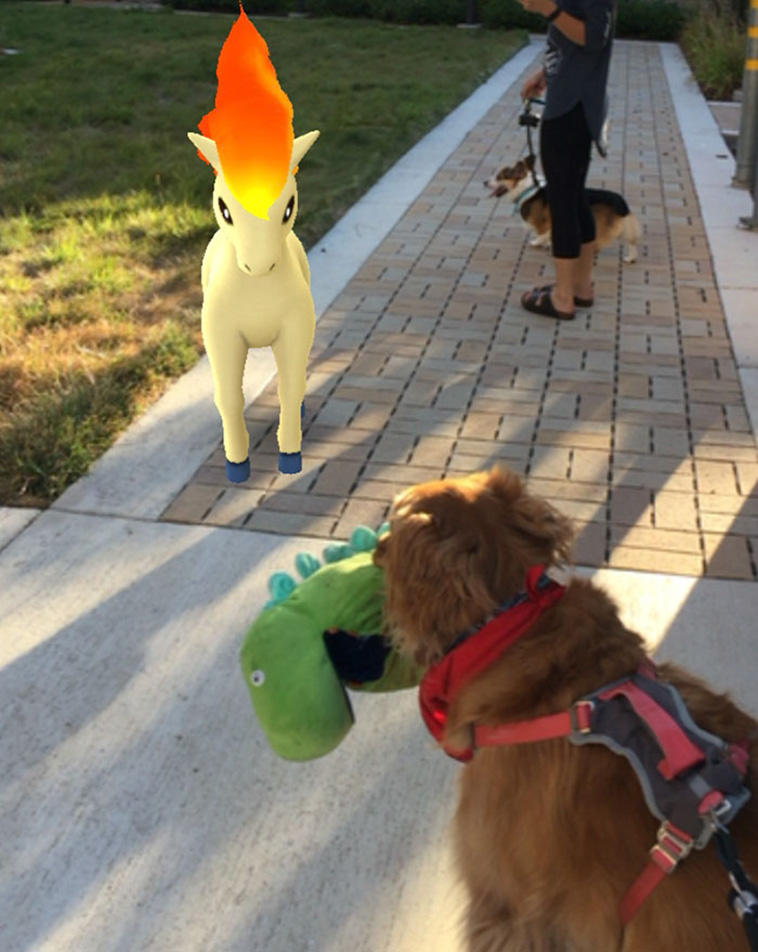 dog plush toys