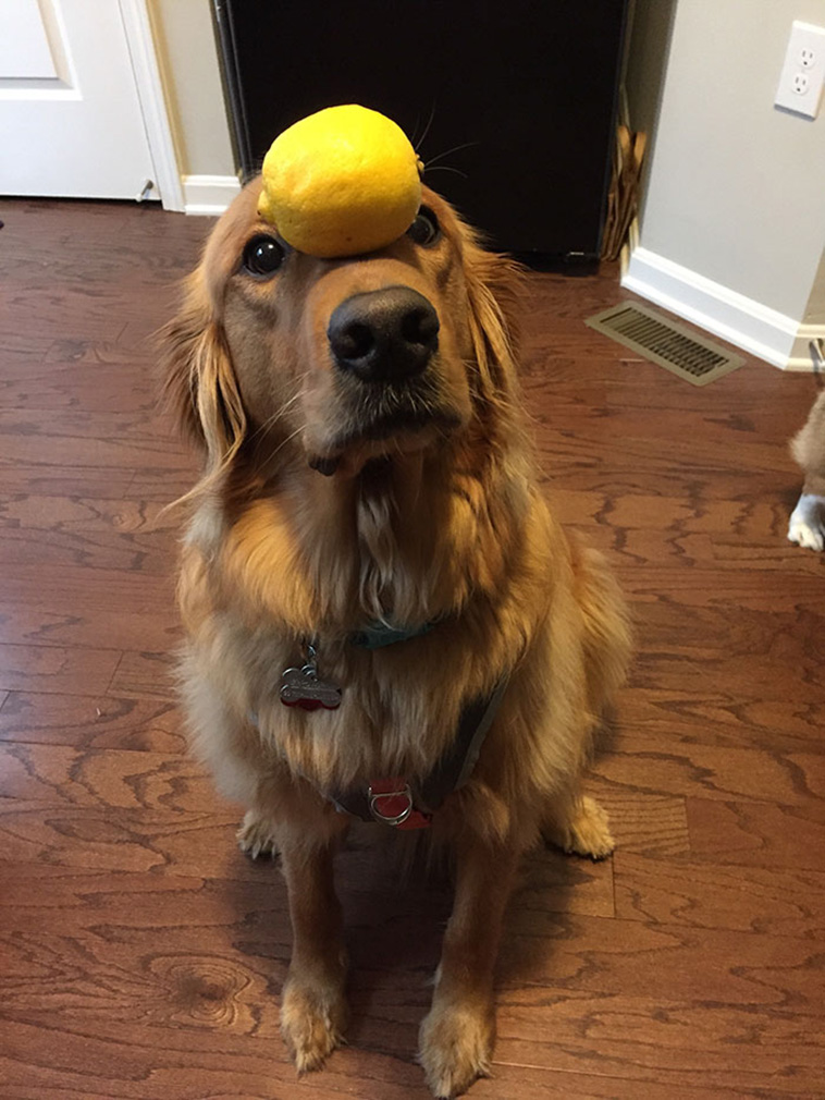 dog plush toys