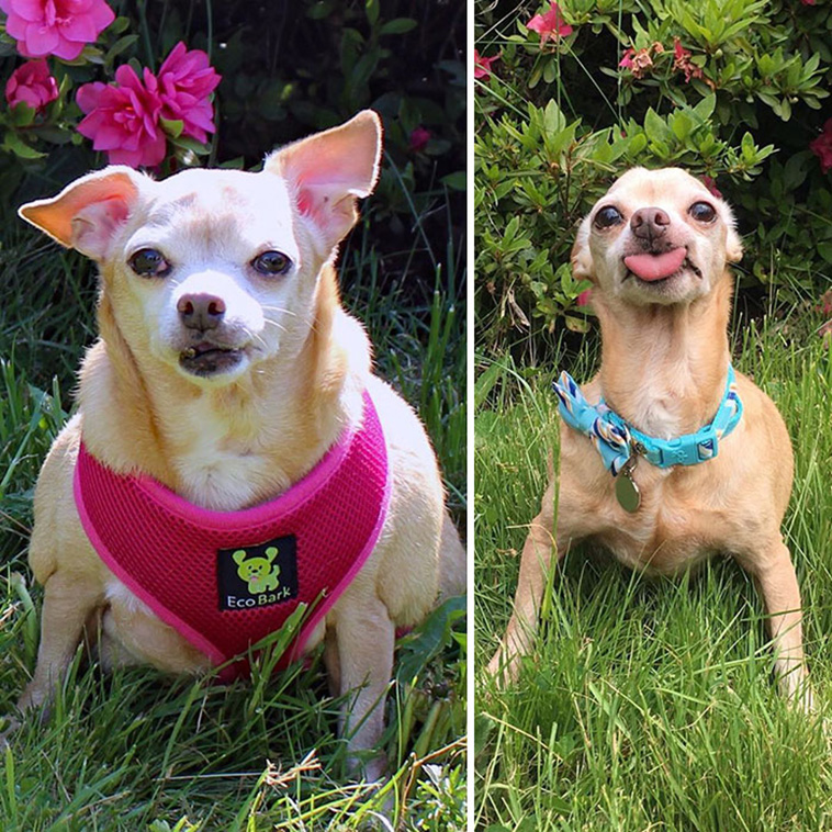 adorable dogs