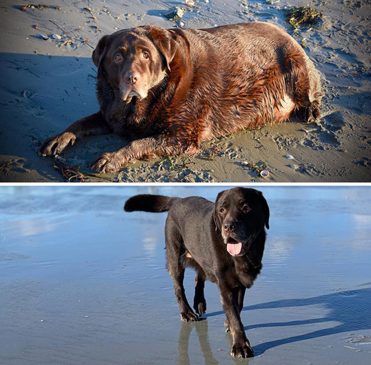 adorable dogs