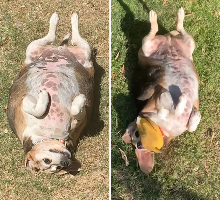 adorable dogs
