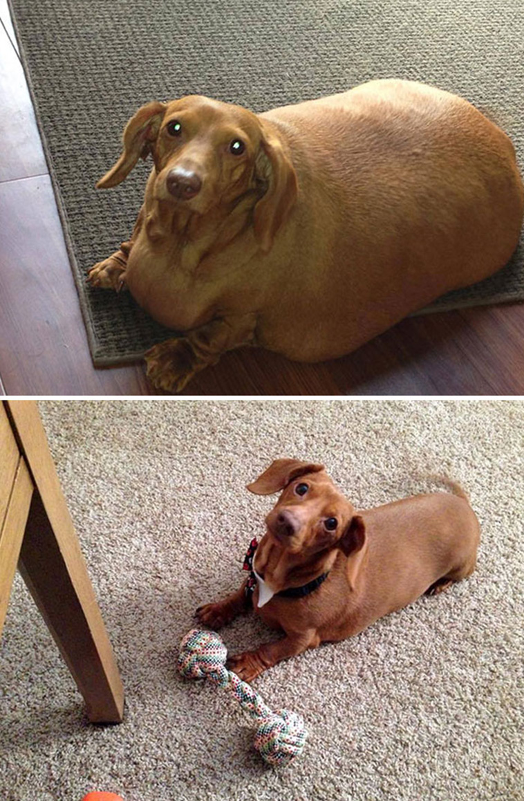 fat dogs