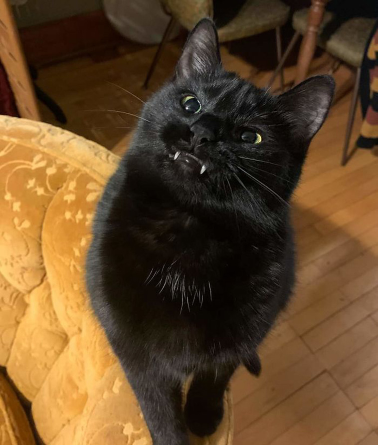 funny cat teeth