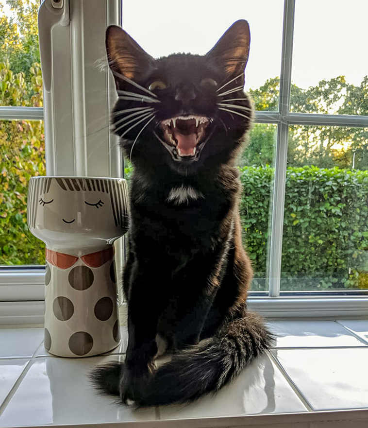 funny cat teeth