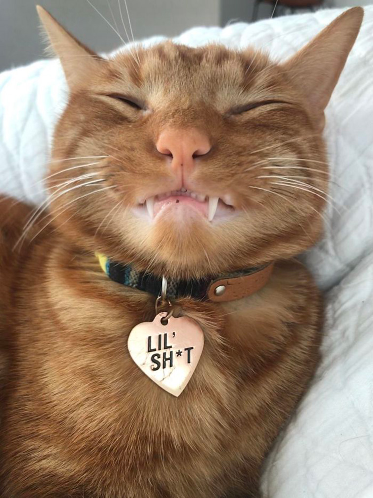 funny cat teeth