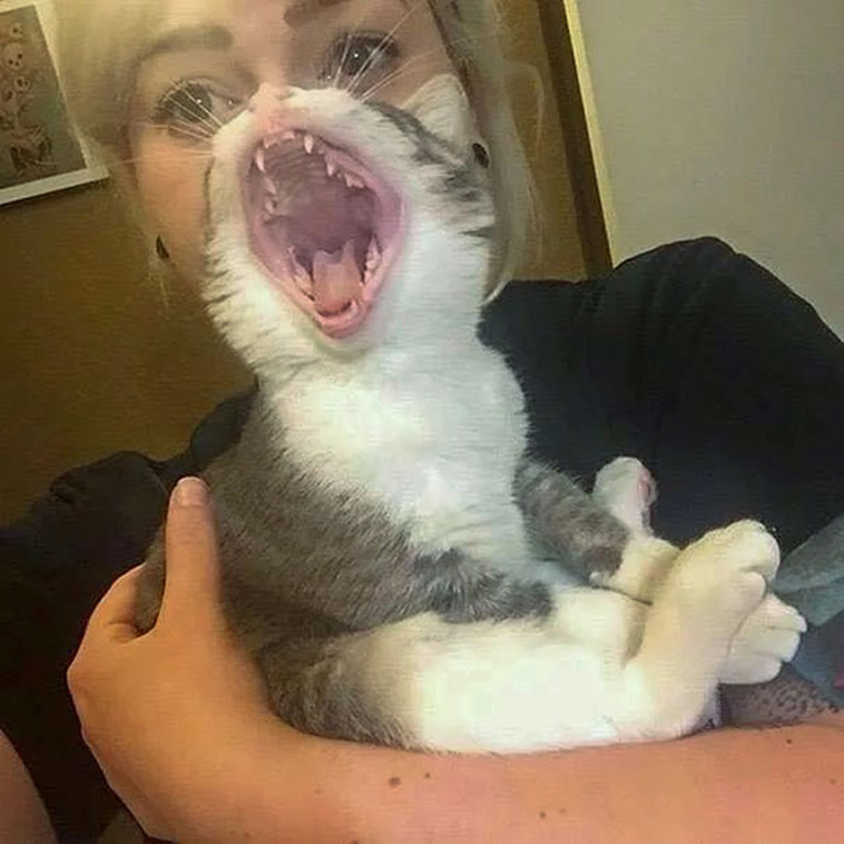 funny cat teeth