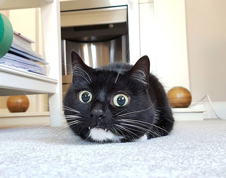 funny cat teeth