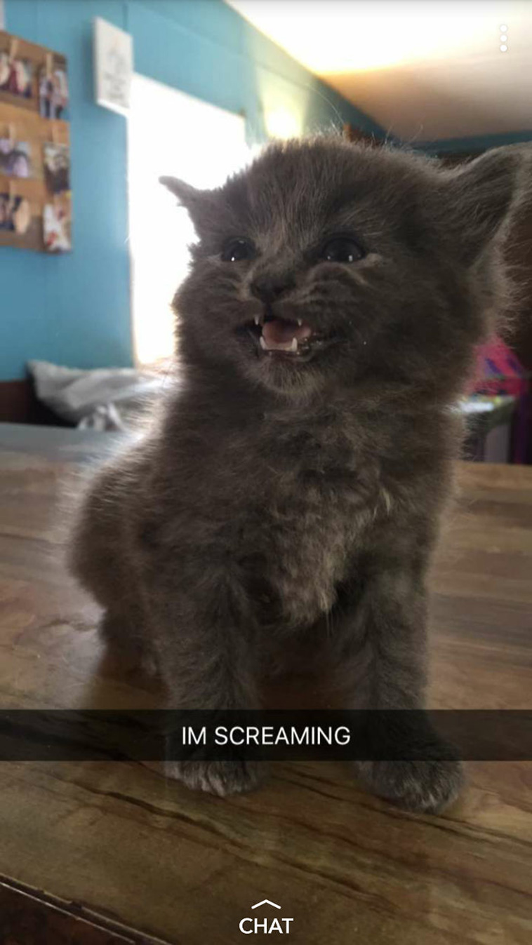 funny cat teeth
