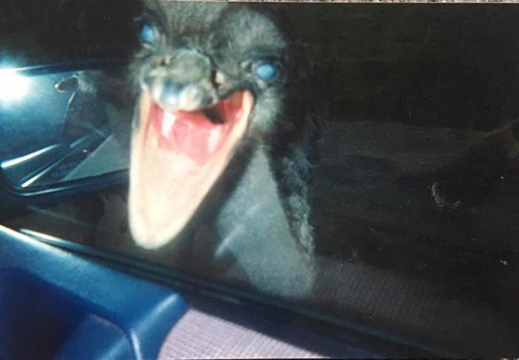 funny wildlife photos