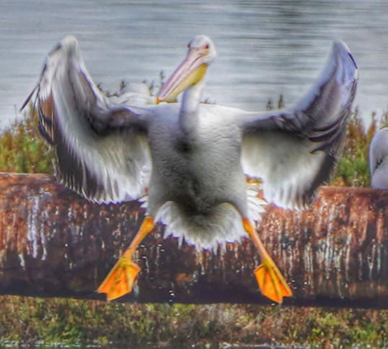 funny wildlife photos