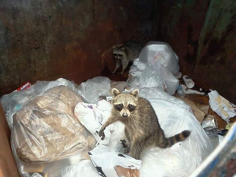 funny wildlife photos