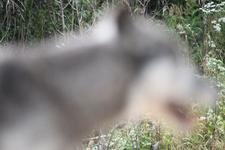 funny crap wildlife photos