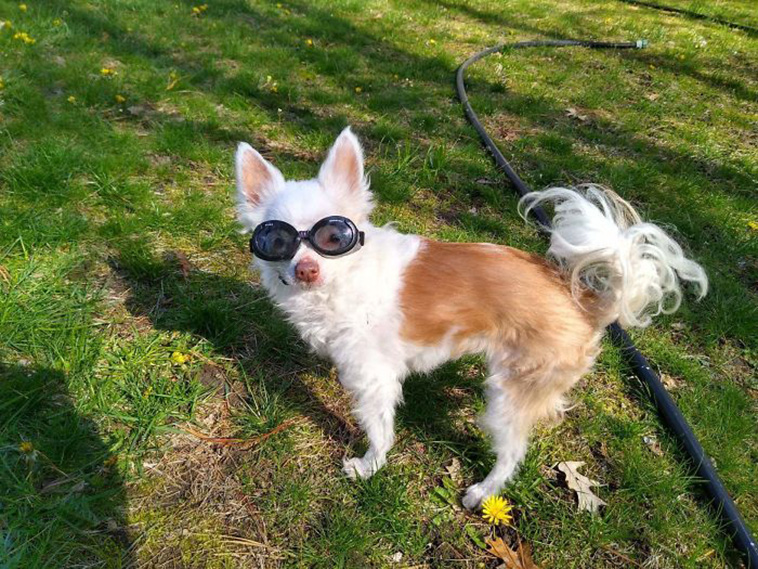 Hilarious Dog photos
