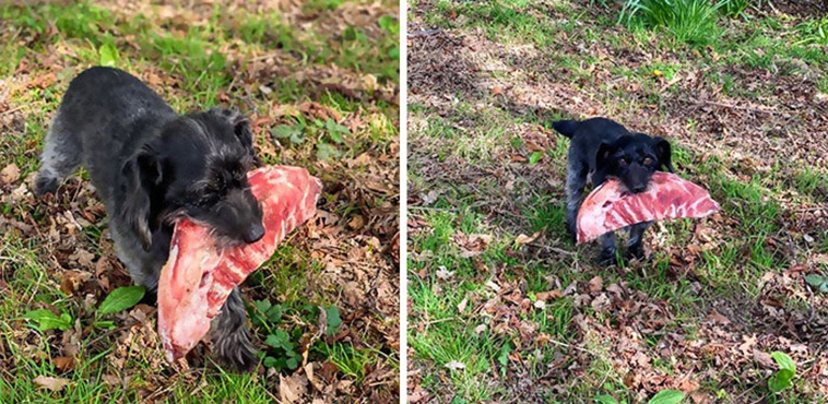 Hilarious Dog photos
