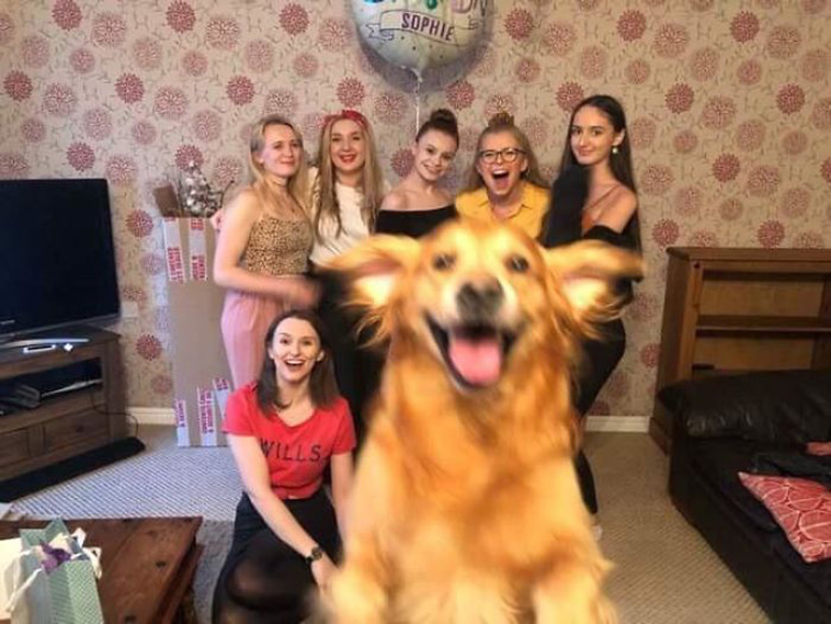 funny Dog photos