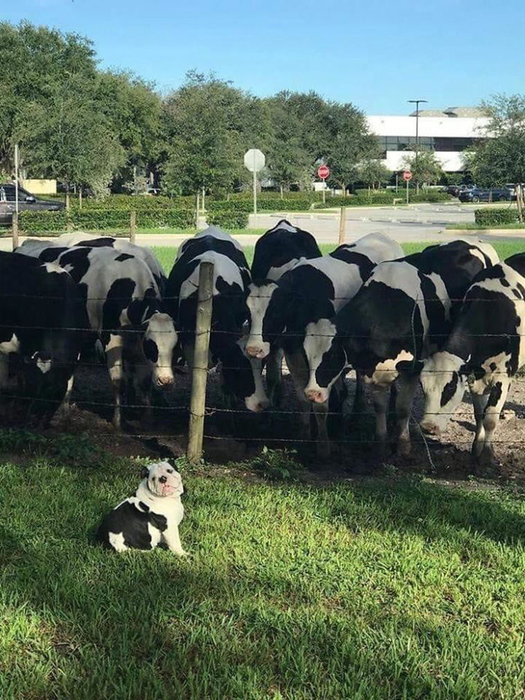 Hilarious Dog Posts