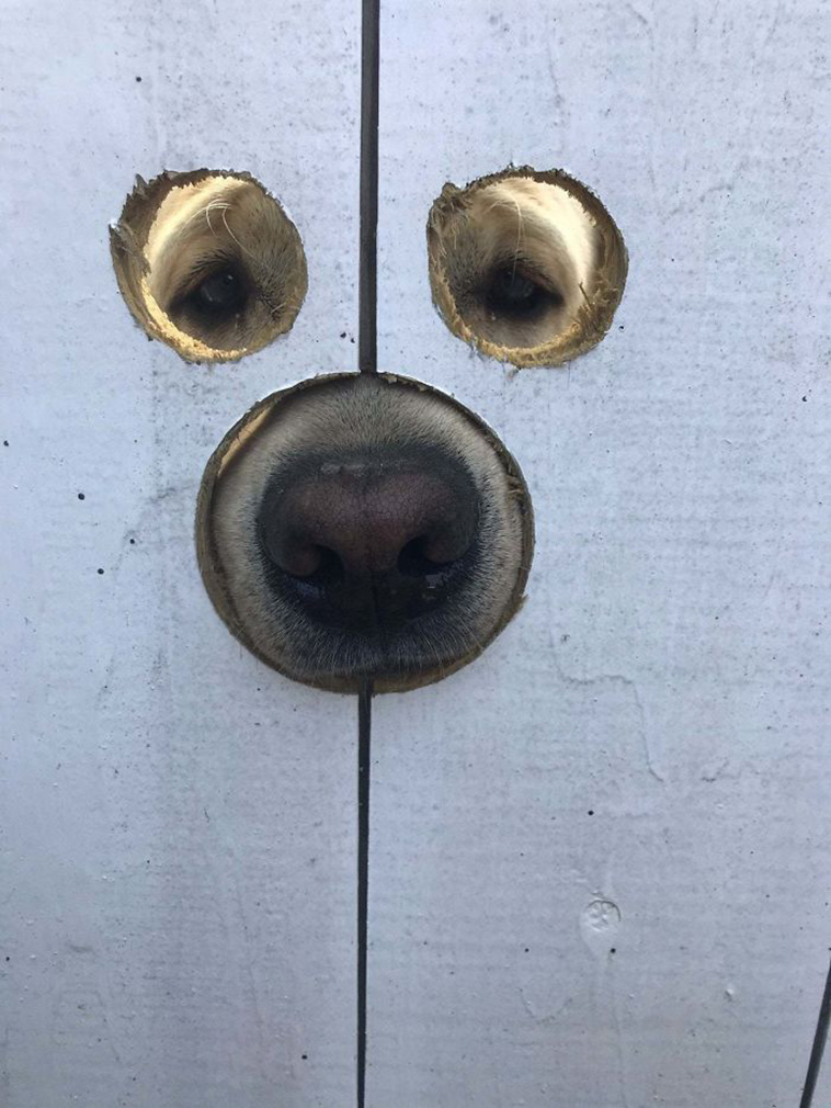 Hilarious Dog Posts