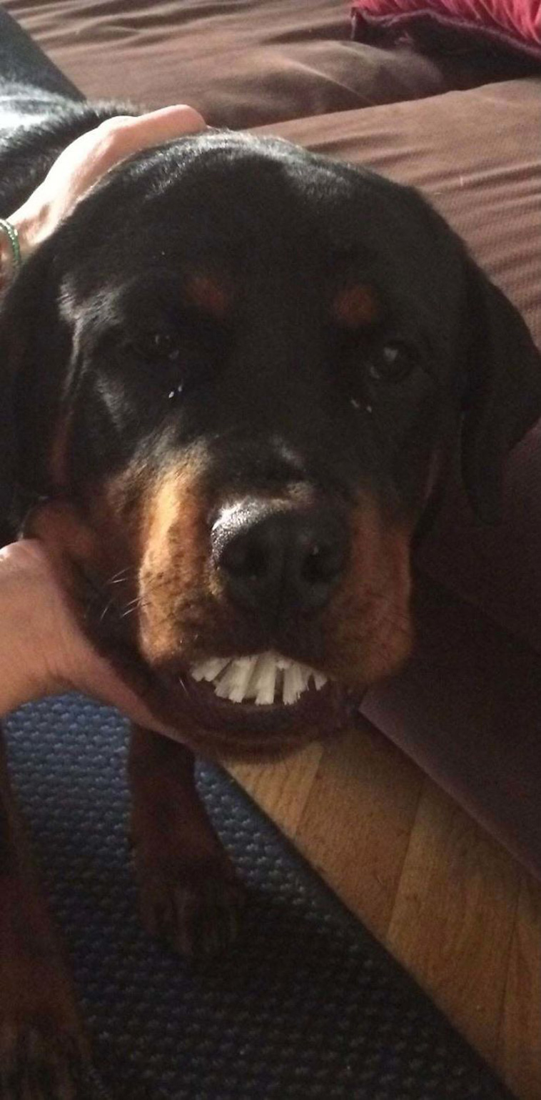 Hilarious Dog Posts