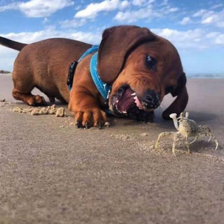 Hilarious Dog Posts
