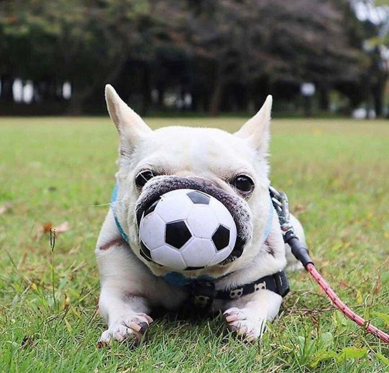 funny Dog photos