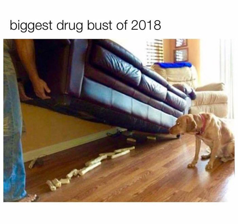 funny Dog photos