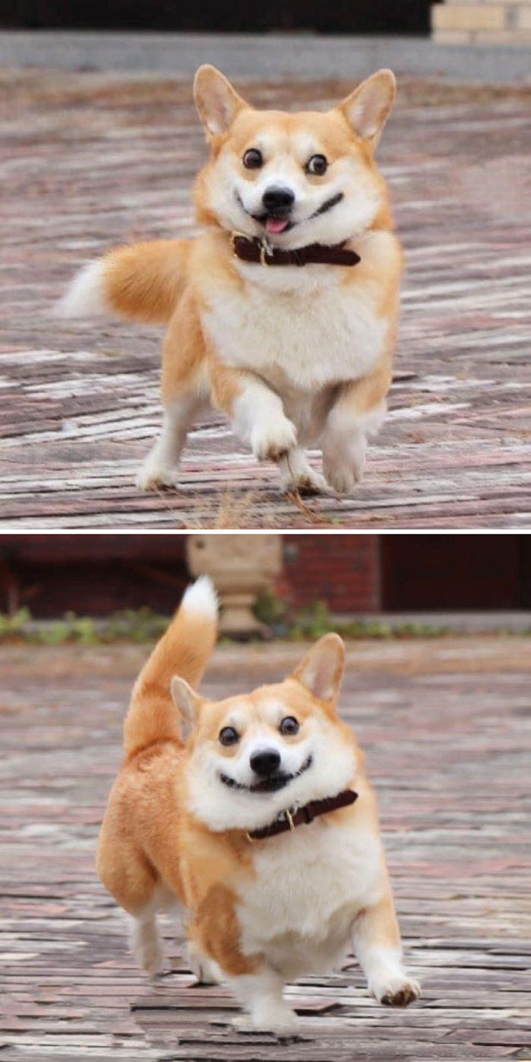 funny expressive dog corgi