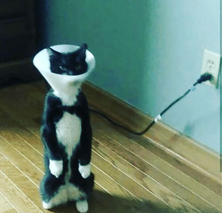 pets with cones