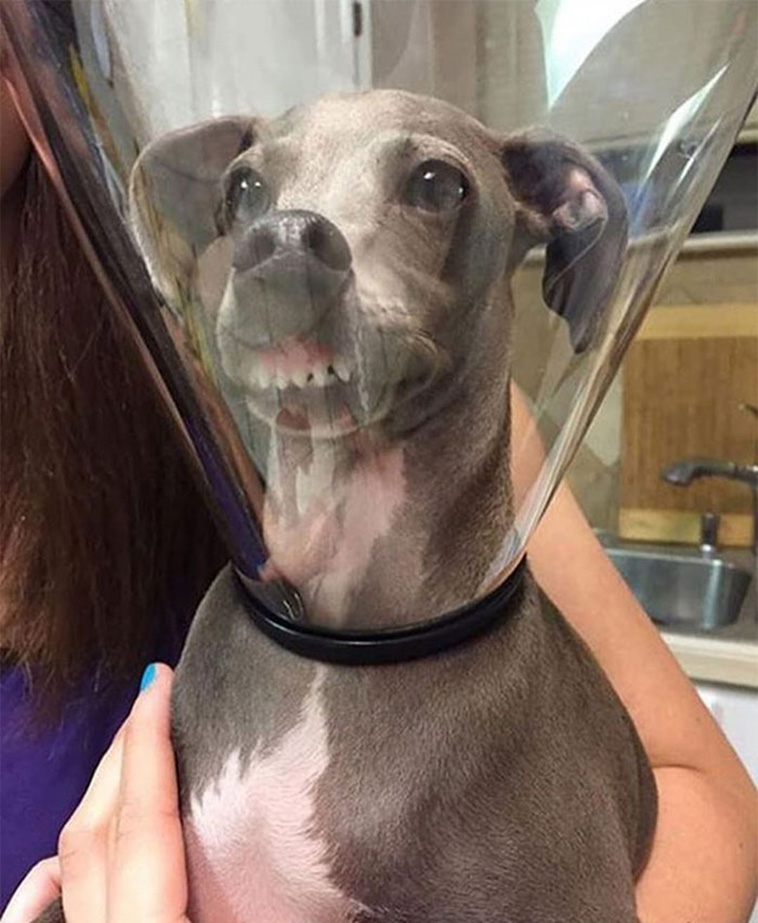 pets with cones