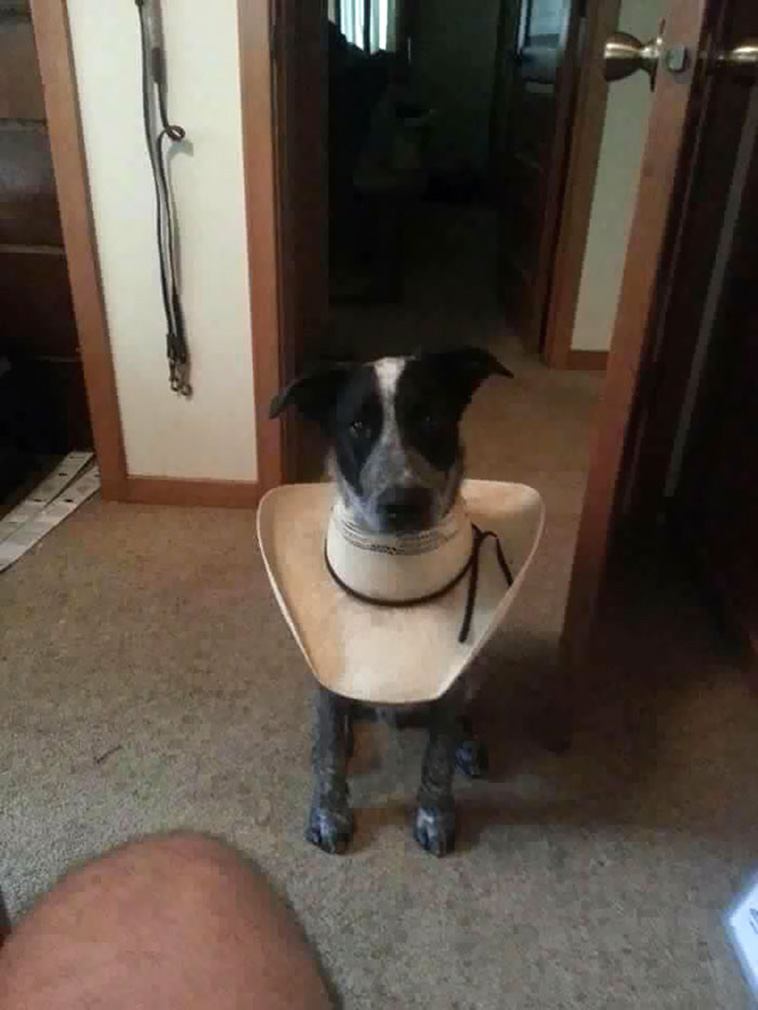 pets with cones