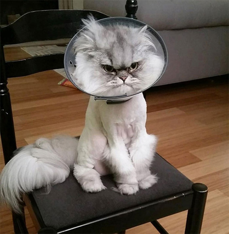 pets with cones