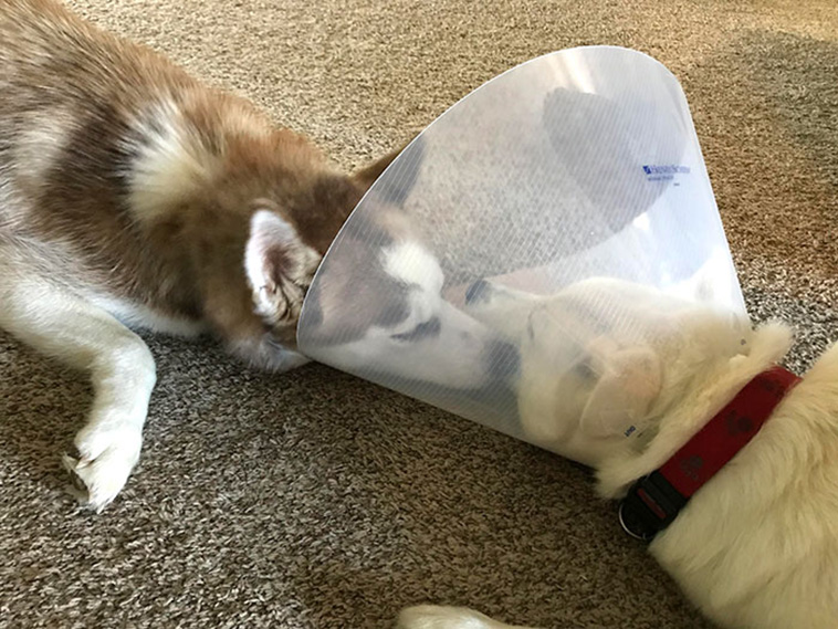 pets with cones