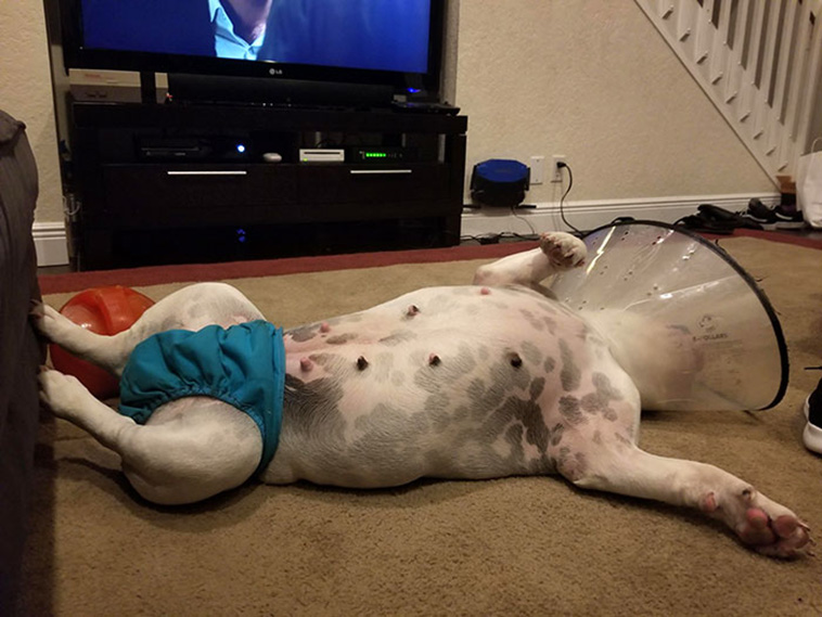 pets with cones