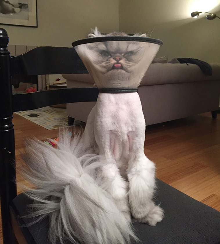 pets with cones