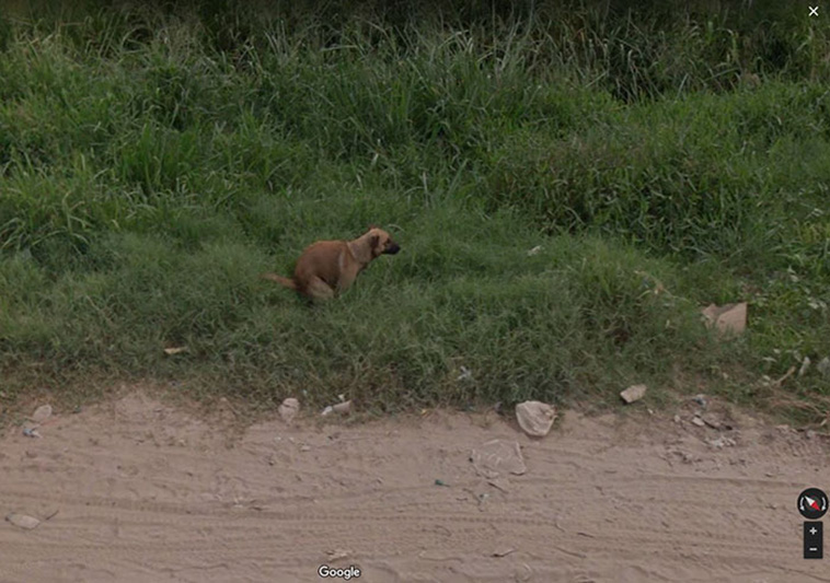 google street view animals