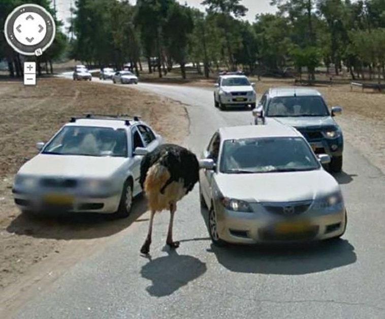 google street view animals