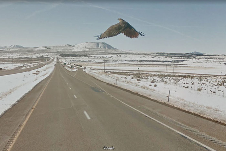 google street view animals
