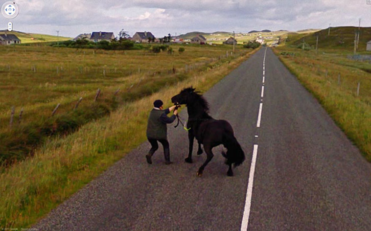 google street view animals