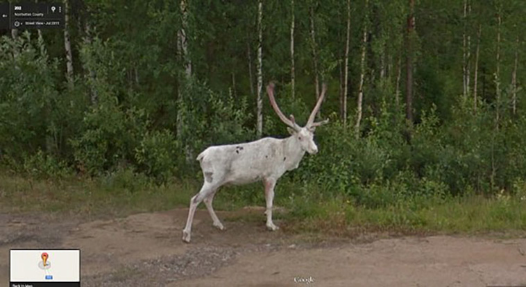 google street view animals