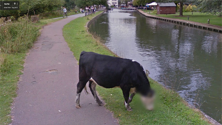 google street view animals