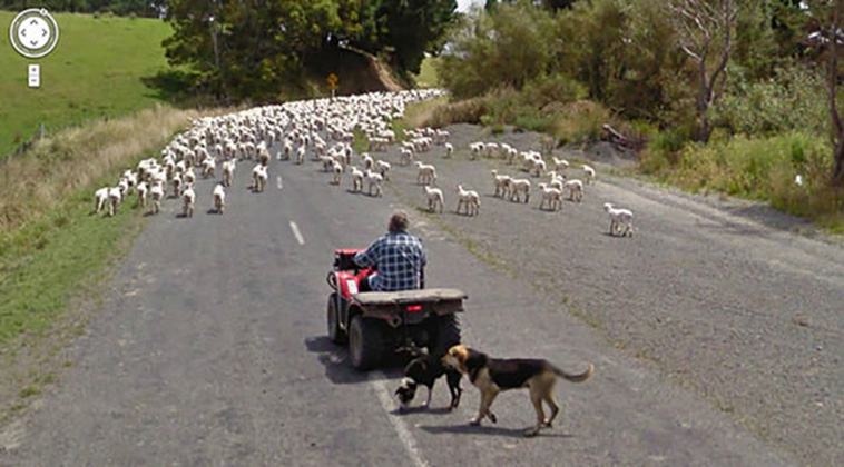 google street view animals