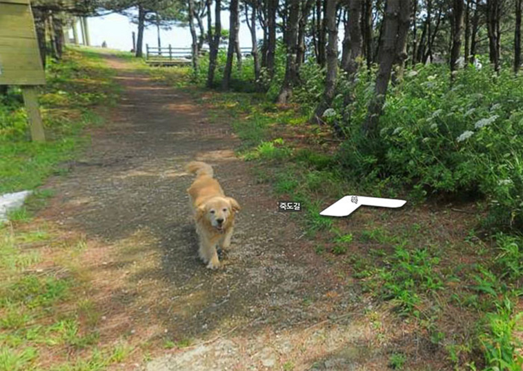 google street view animals