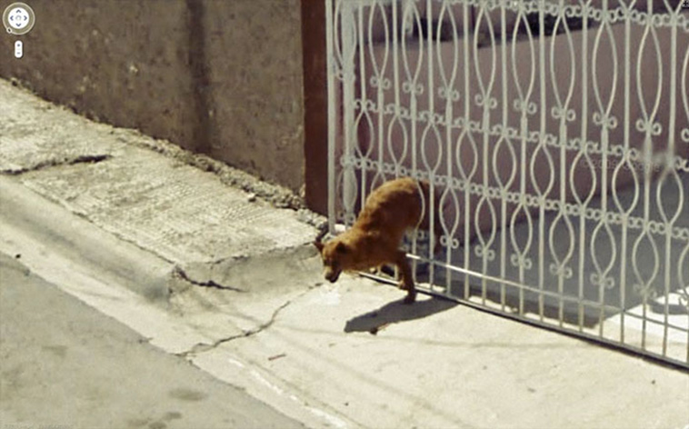 google street view animals