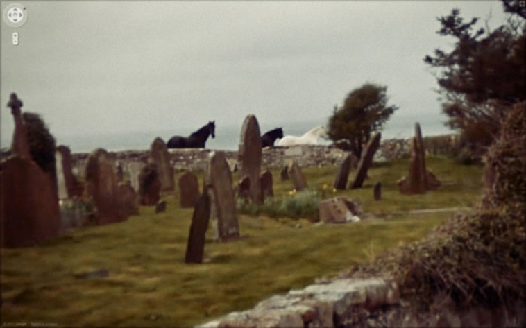 google street view animals