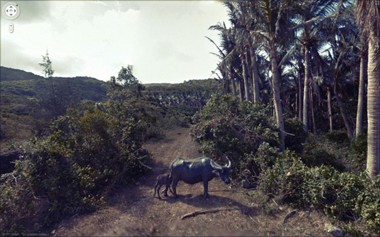 google street view animals