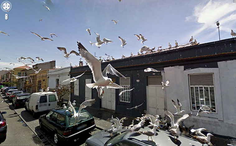 google street view animals