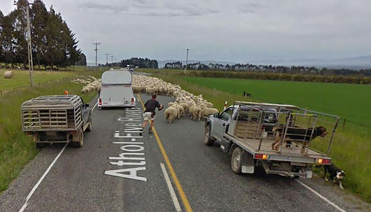 google street view animals