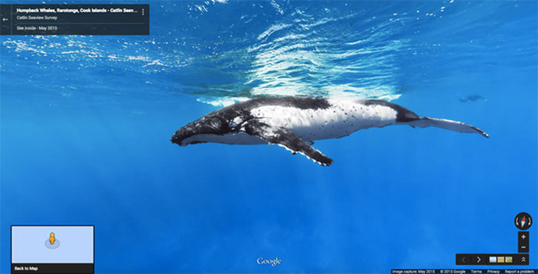 google street view animals