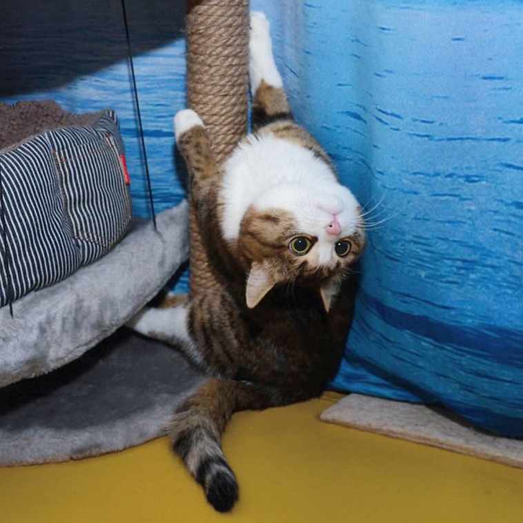 funny cat