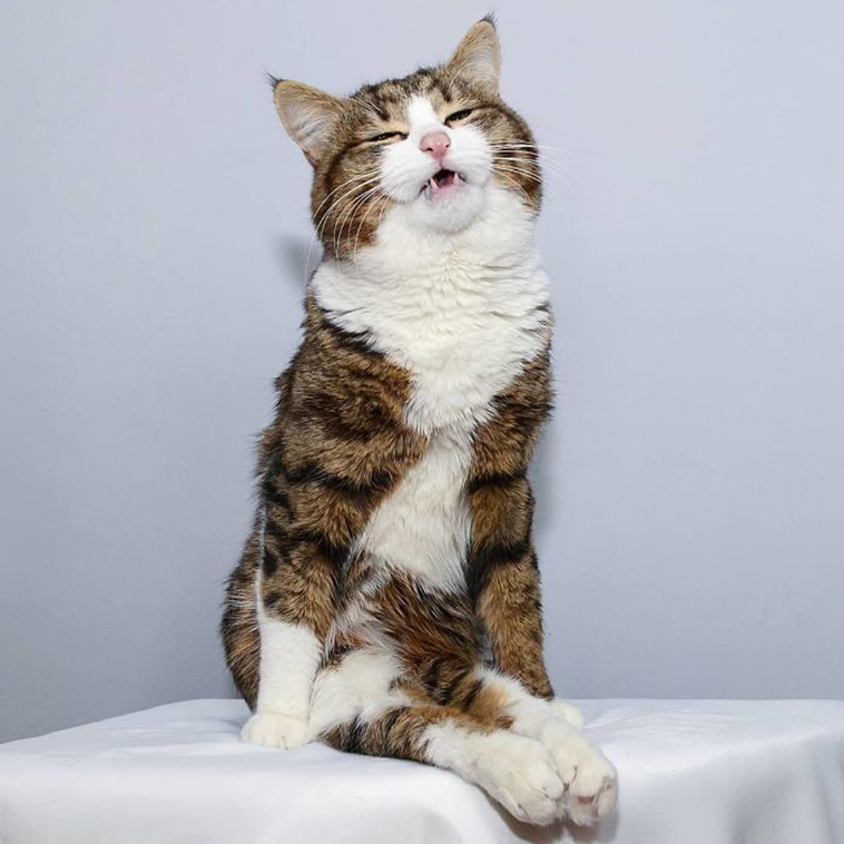 funny cat